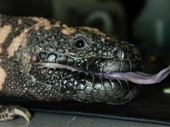 Gila Monster Head