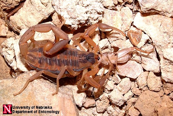 Stripebacked Scorpion