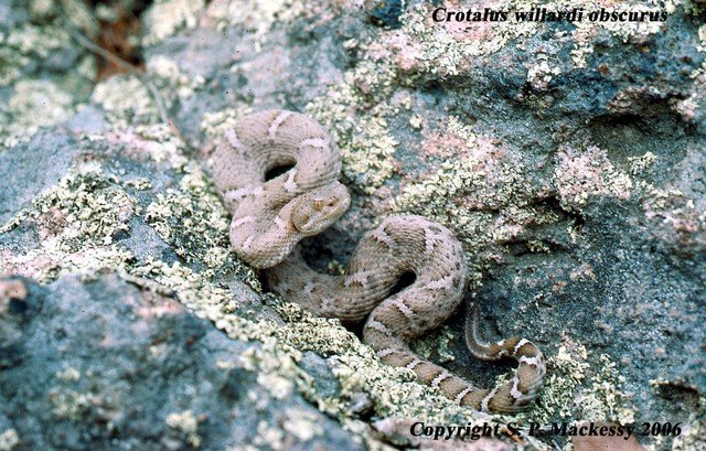 Animas Ridgenose Rattlesnake