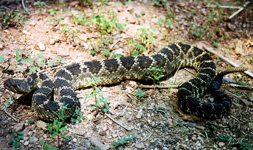 Arizona Black Rattlesnake