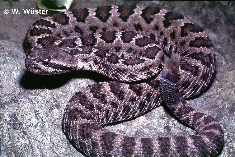 Arizona Black Rattlesnake