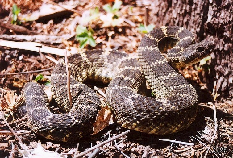 Arizona Black Rattlesnake