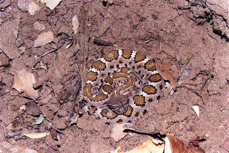 Juvenile Arizona Black Rattlesnake