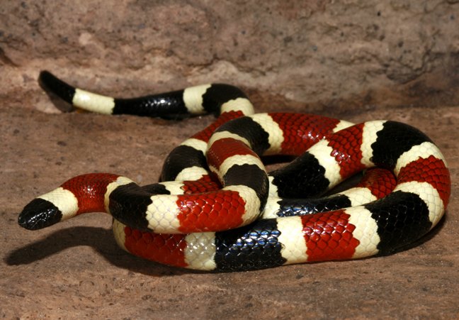 Arizona Coral Snake