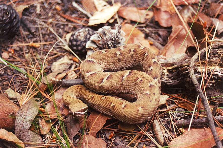 Arizona Ridgenose Rattlesnake