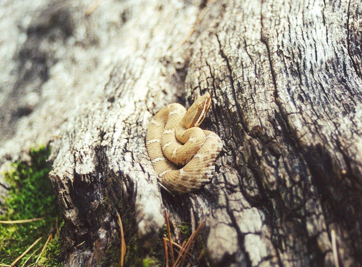 Arizona Ridgenose Rattlesnake