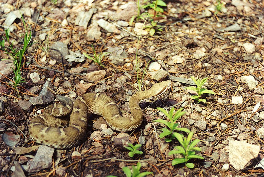 Arizona Ridgenose Rattlesnake