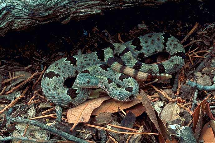 Banded Rock Rattlesnake