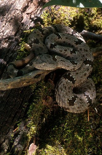 Banded Rock Rattlesnake