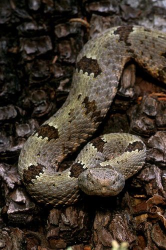 Banded Rock Rattlesnake