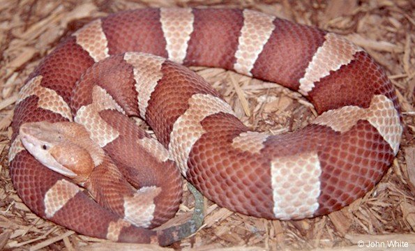 Broad-Banded Copperhead