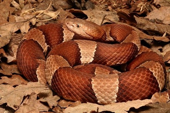 Broad-Banded Copperhead on Leaves