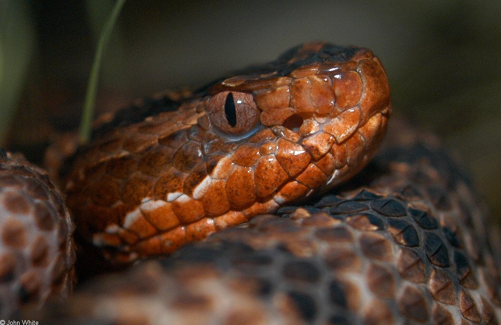 Carolina Pygmy Rattlesnake