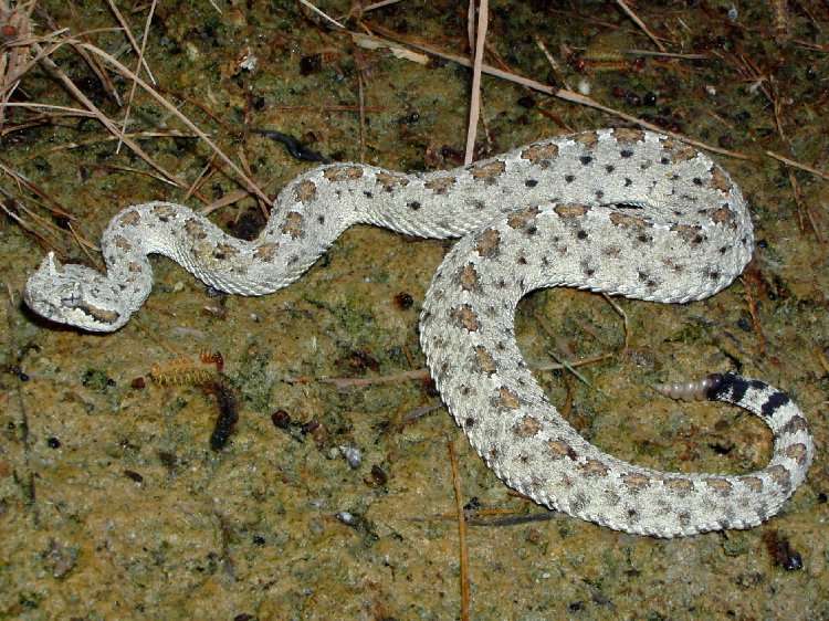 Colorado Desert Sidewinder