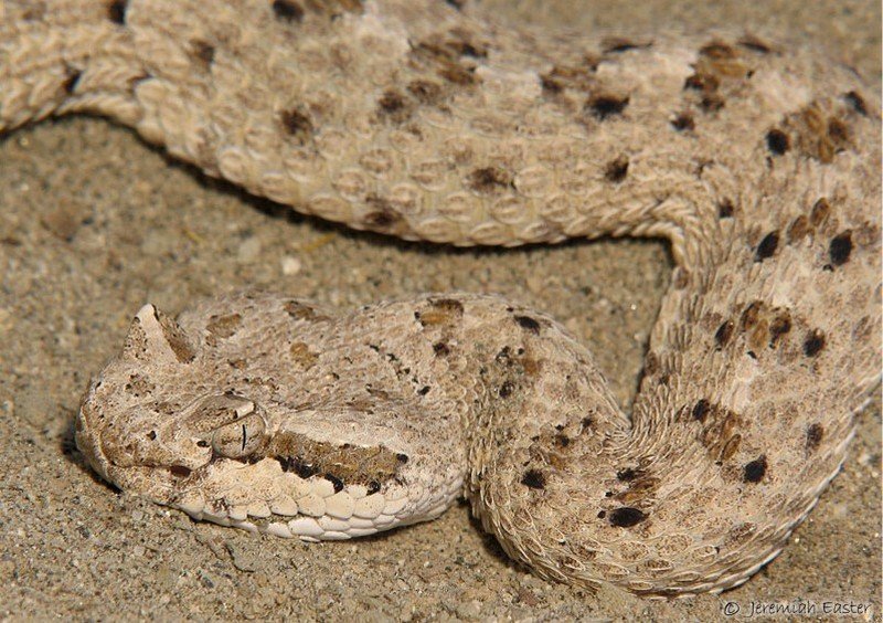 Colorado Desert Sidewinder