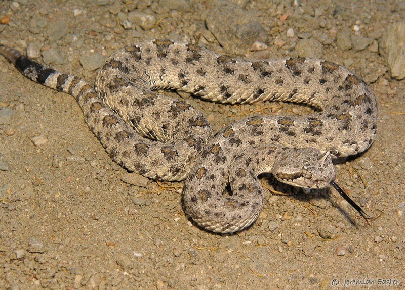 Colorado Desert Sidewinder