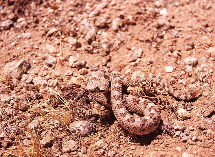 Colorado Desert Sidewinder