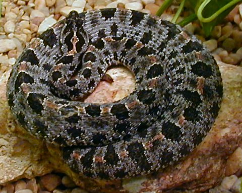 Venombyte.com - Venomous Snakes - Dusky Pygmy Rattlesna