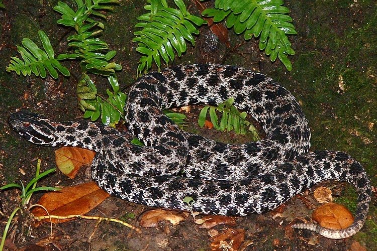 Dusky Pygmy Rattlesnake