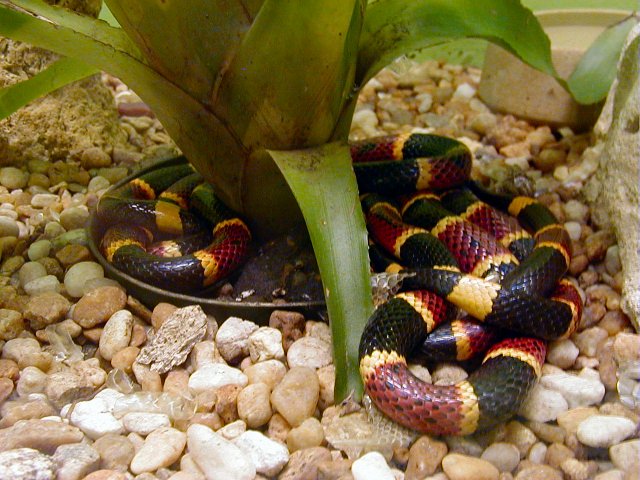 Eastern Coral Snake