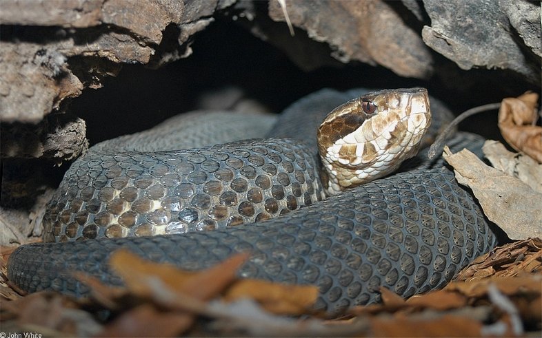 Eastern Cottonmouth