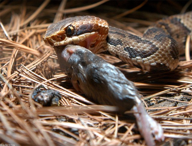 Eastern Cottonmouth Eating