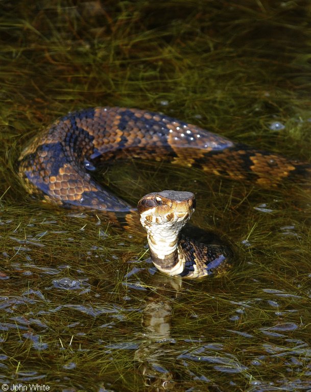 Eastern Cottonmouth in Water
