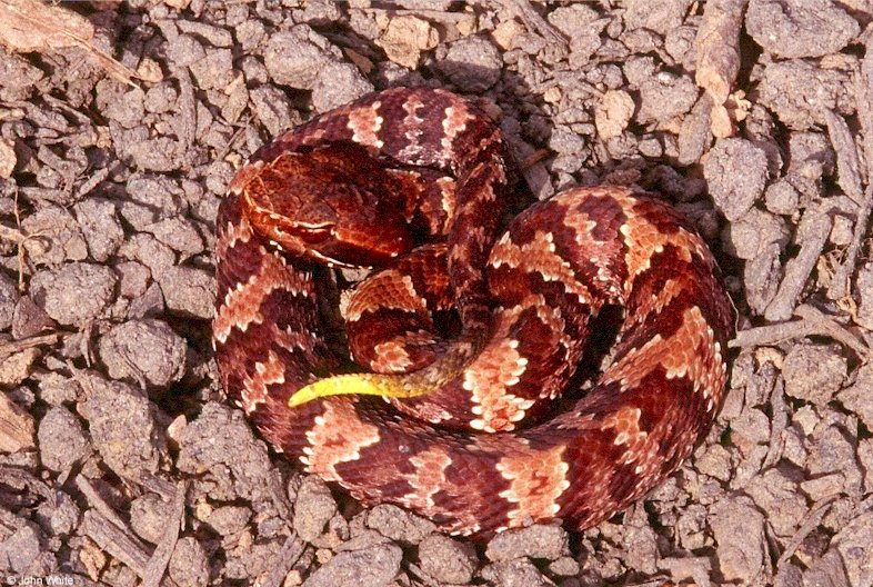 Eastern Cottonmouth Neonate
