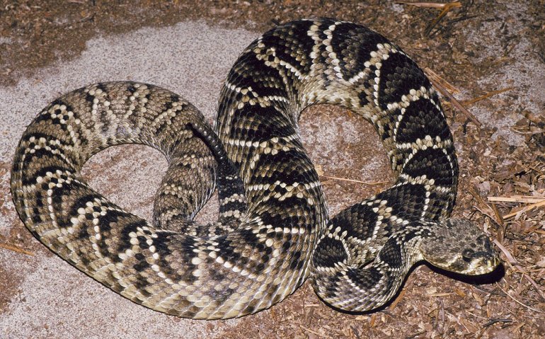 Eastern Diamondback Rattlesnake photo