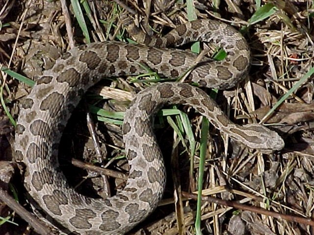 Eastern Massasauga