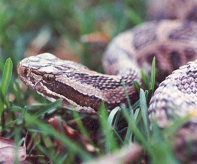 Eastern Massasauga