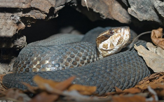 Florida Cottonmouth photo