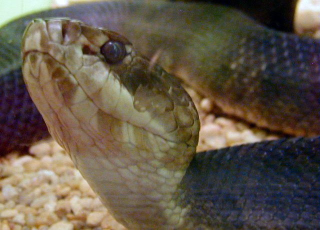 Florida Cottonmouth photo