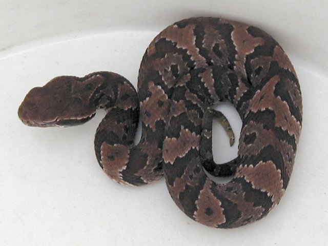 Florida Cottonmouth juvenile photo