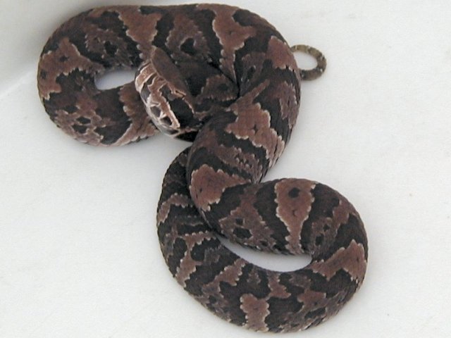 Florida Cottonmouth juvenile photo