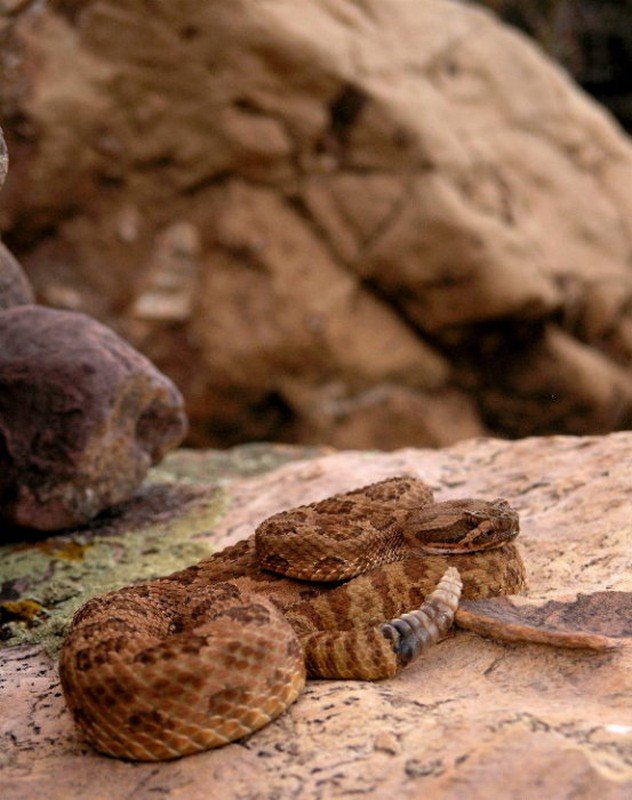 Grand Canyon Rattlesnake