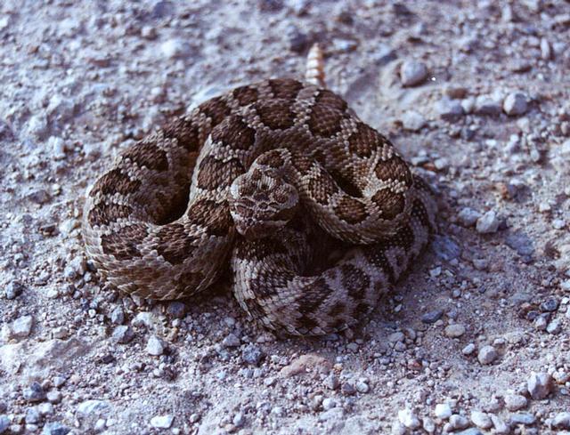 Great Basin Rattlesnake