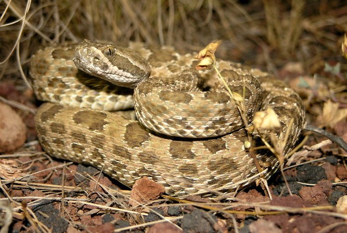 Hopi Rattlesnake