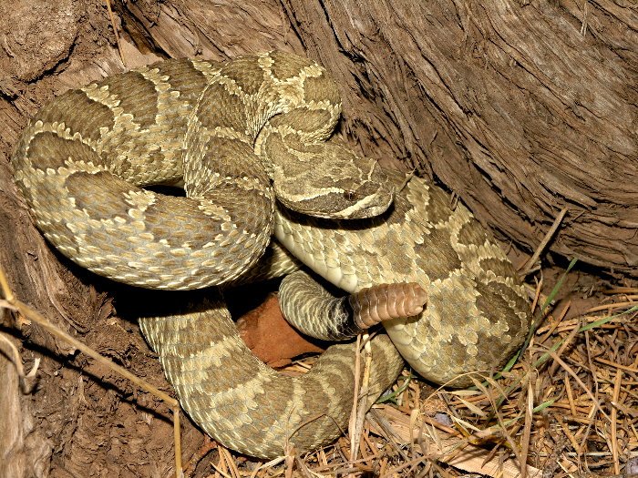 Hopi Rattlesnake