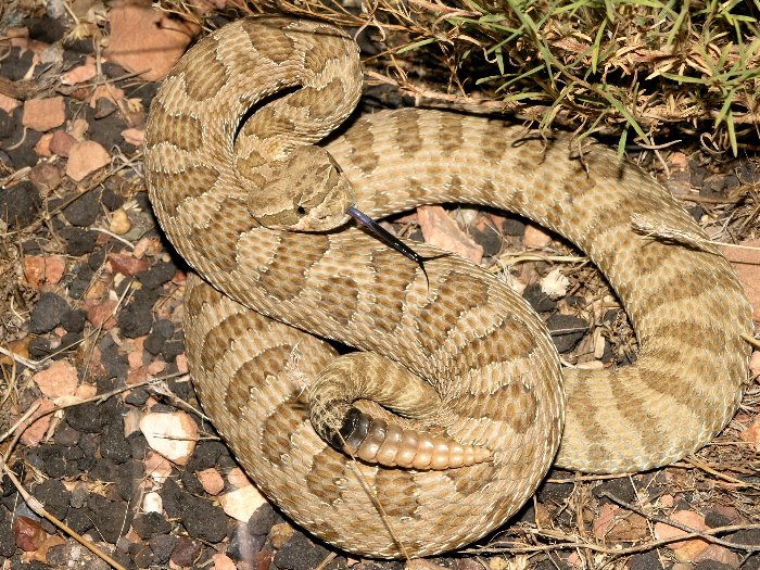 Hopi Rattlesnake