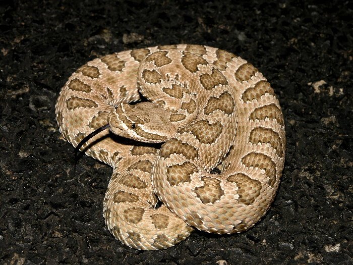 Hopi Rattlesnake