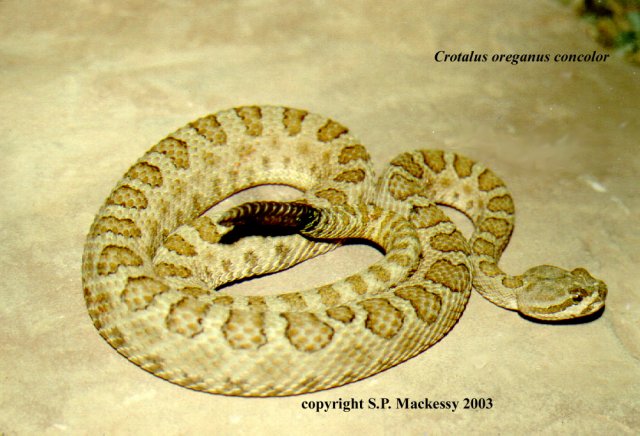 Midget Faded Rattlesnake