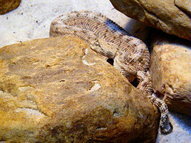 Mojave Desert Sidewinder