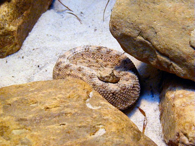 Mojave Desert Sidewinder