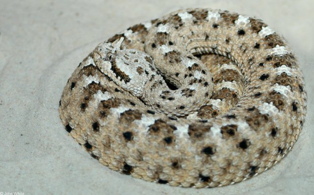 Mojave Desert Sidewinder