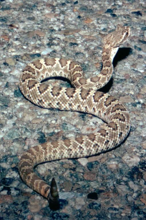 Mojave Rattlesnake