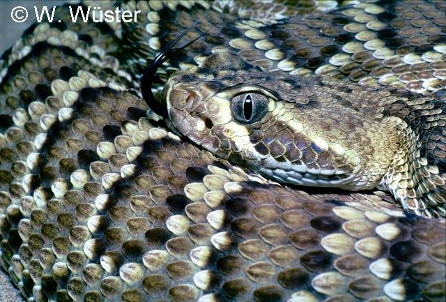 Mojave Rattlesnake Head