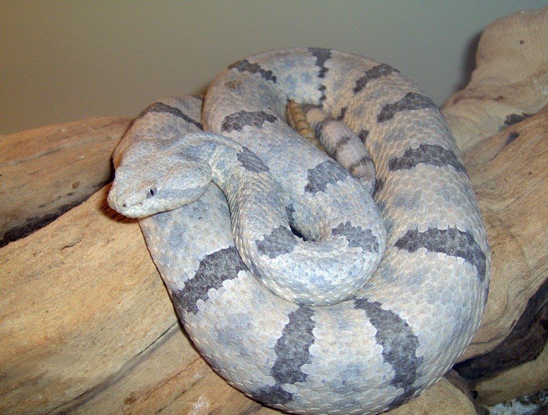 Mottled Rock Rattlesnake