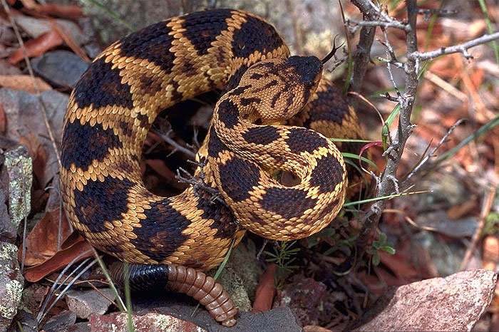 Northern Blacktailed Rattlesnake