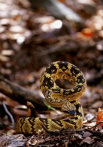 Northern Blacktailed Rattlesnake